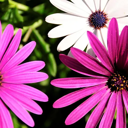 Willa Quadradinhos 3q 4 Bedrooms Private Pool Short Walk To The Praca *