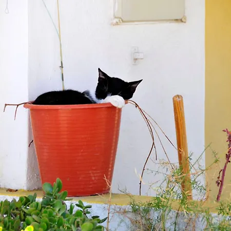 Quadradinhos 3q 4 Bedrooms Private Pool Short Walk To The Praca Villa Vale do Lobo